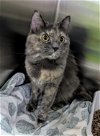adoptable Cat in , NJ named Kuranda (TAS #12)