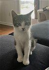 adoptable Cat in , PA named Elly (and Emmy)