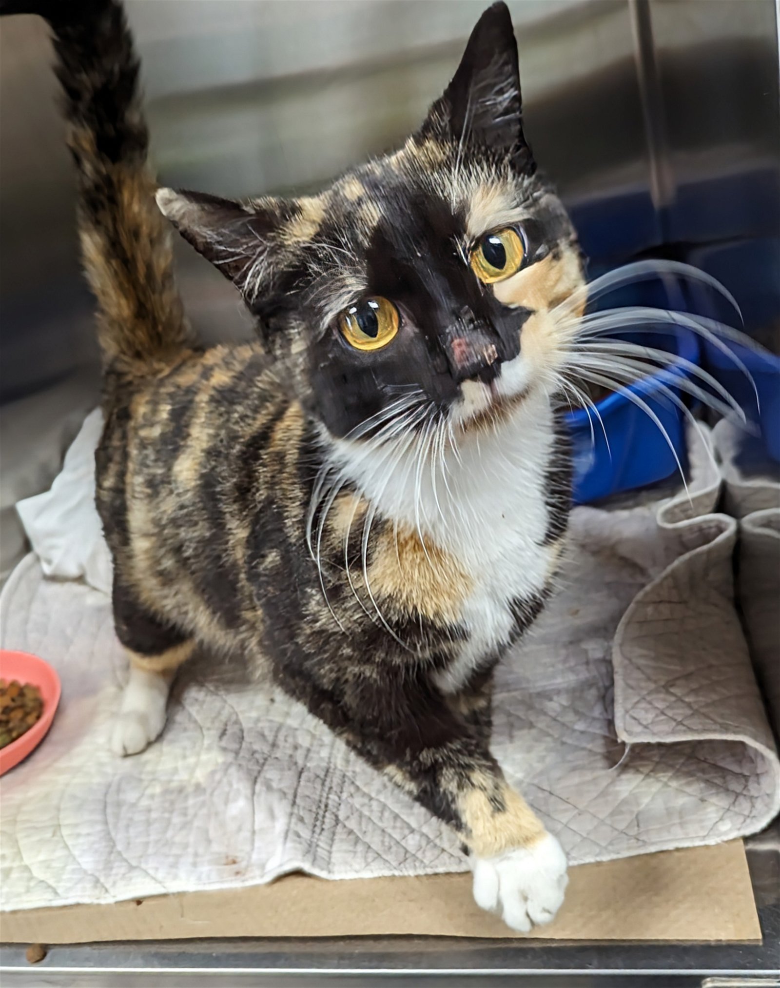 adoptable Cat in Trenton, NJ named Kristy