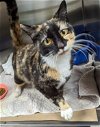 adoptable Cat in , NJ named Kristy (TAS #15)