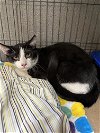 adoptable Cat in fairless hills, PA named Tidal Wave