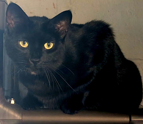 picture of the cat needing adoption