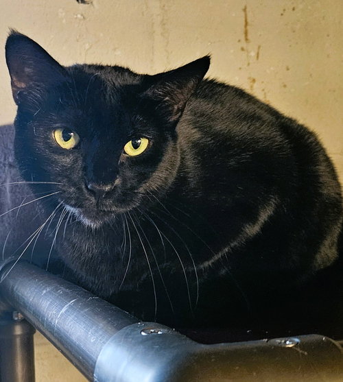 EDWEENA - Domestic Short Hair available for adoption