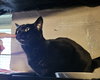 Edweena - Photo 4