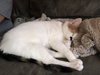 Tula - Photo 15