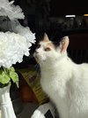 Tula - Photo 5