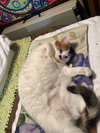 Tula - Photo 8