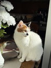 Tula - Photo 6