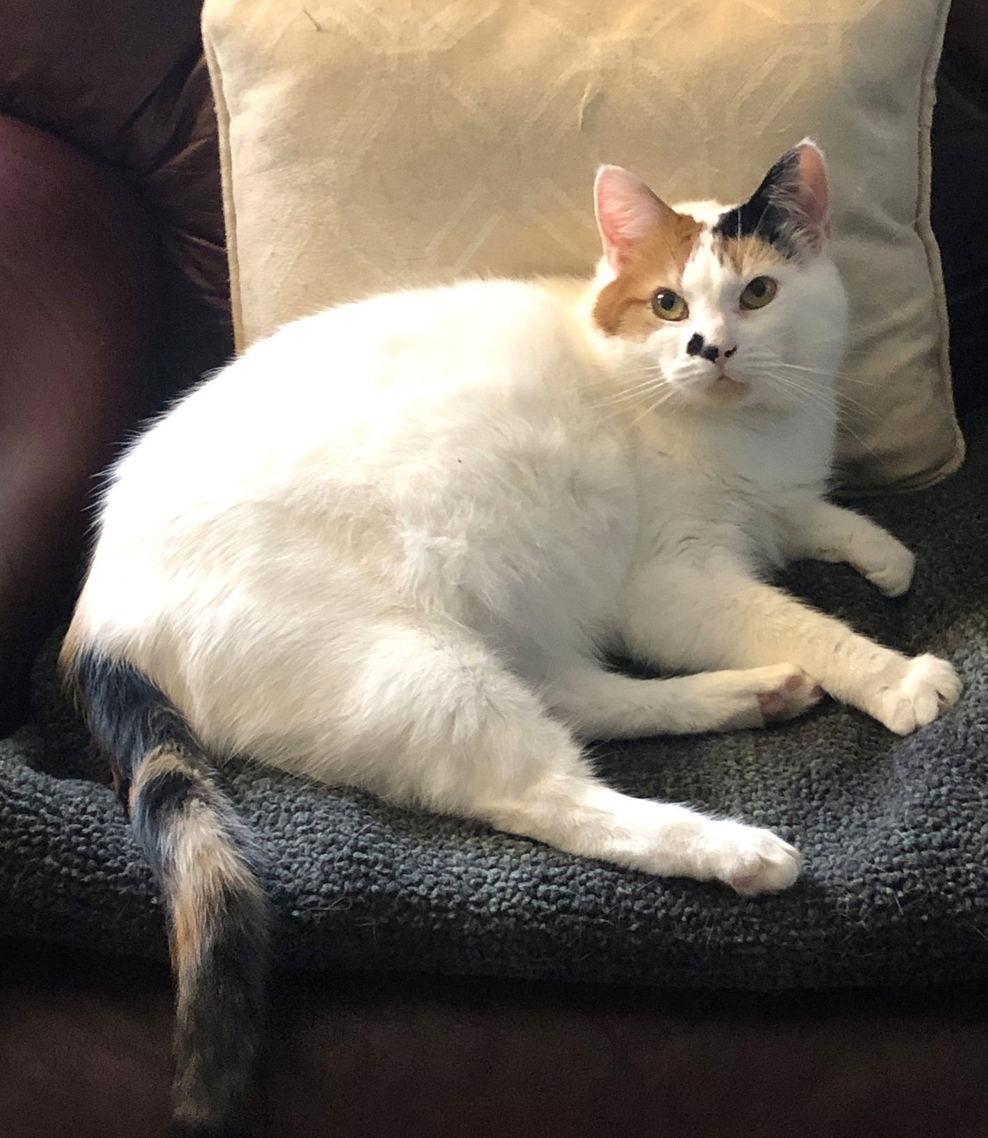 Tula