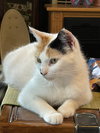 Tula - Photo 12
