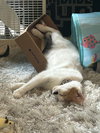 Tula - Photo 11