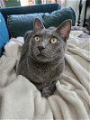 adoptable Cat in , NJ named Graystroke