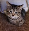 adoptable Cat in , NJ named GTO