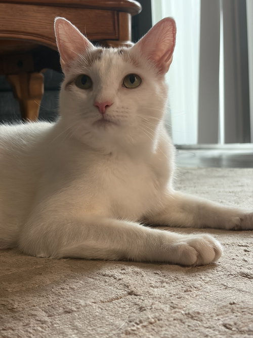 Kallie S., Adult Domestic Short Hair (short coat), cat for adoption in New Brunswick, New Jersey