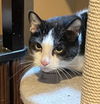 adoptable Cat in Trenton, NJ named Angel Face