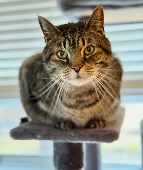 picture of the cat needing adoption