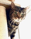 adoptable Cat in  named Cheyenne