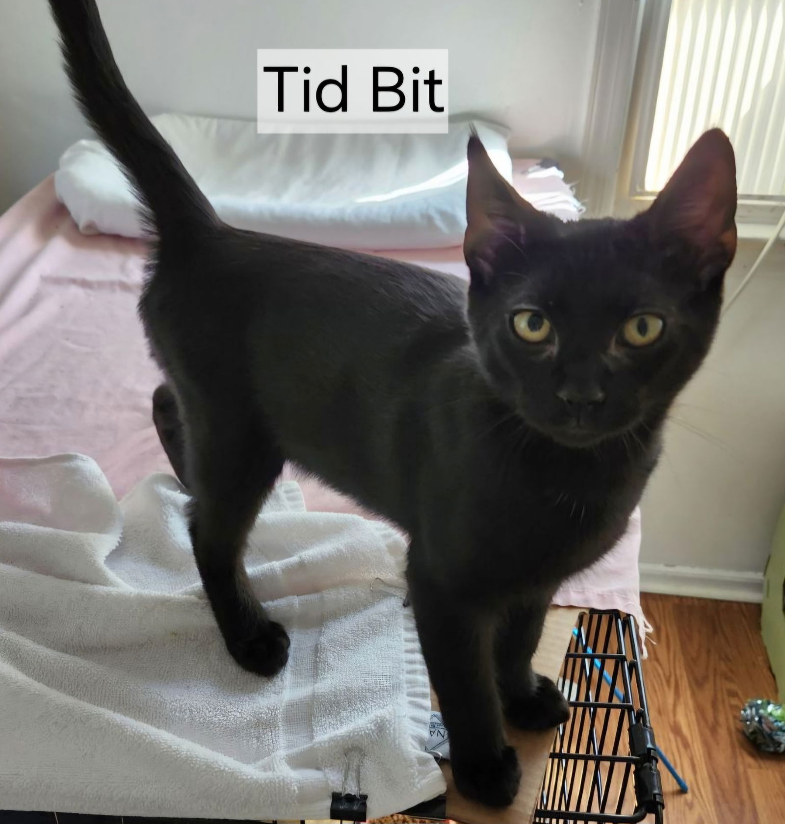 adoptable Cat in Lawrence Township, NJ named Tidbit R