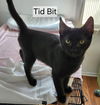 adoptable Cat in Trenton, NJ named Tidbit R