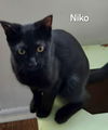 adoptable Cat in Trenton, NJ named Niko R