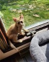 adoptable Cat in , NJ named Juno R