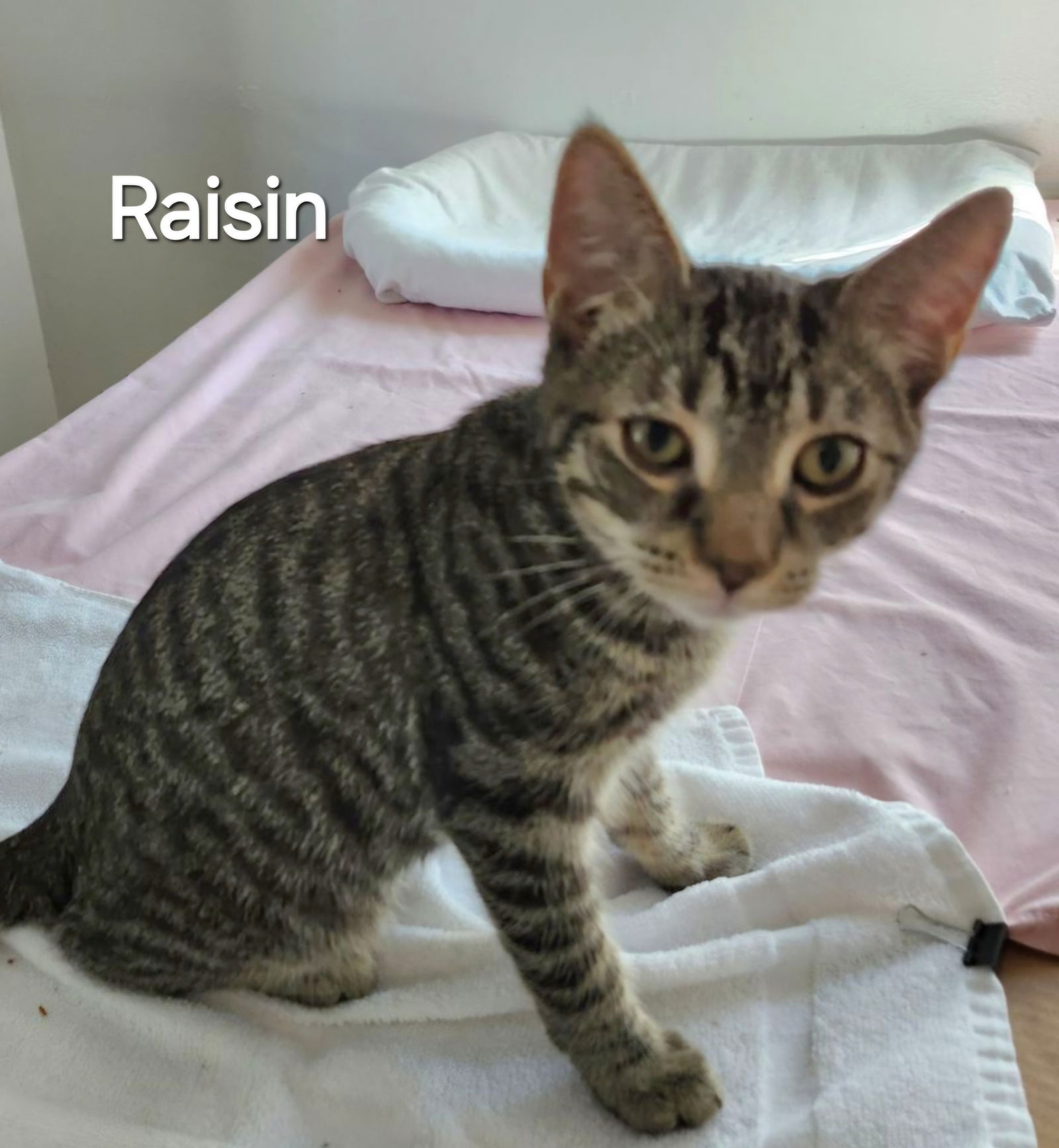 adoptable Cat in Trenton, NJ named Raisin R