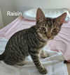 adoptable Cat in Trenton, NJ named Raisin R