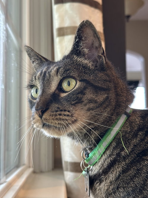 STOLZEN - Domestic Short Hair available for adoption