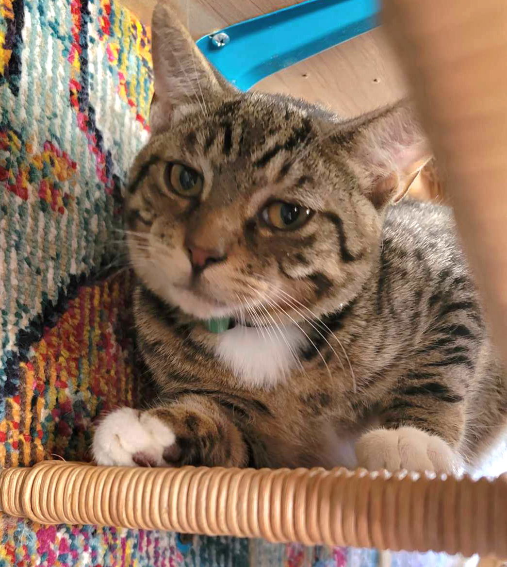 adoptable Cat in Fairless Hills, PA named Shirt