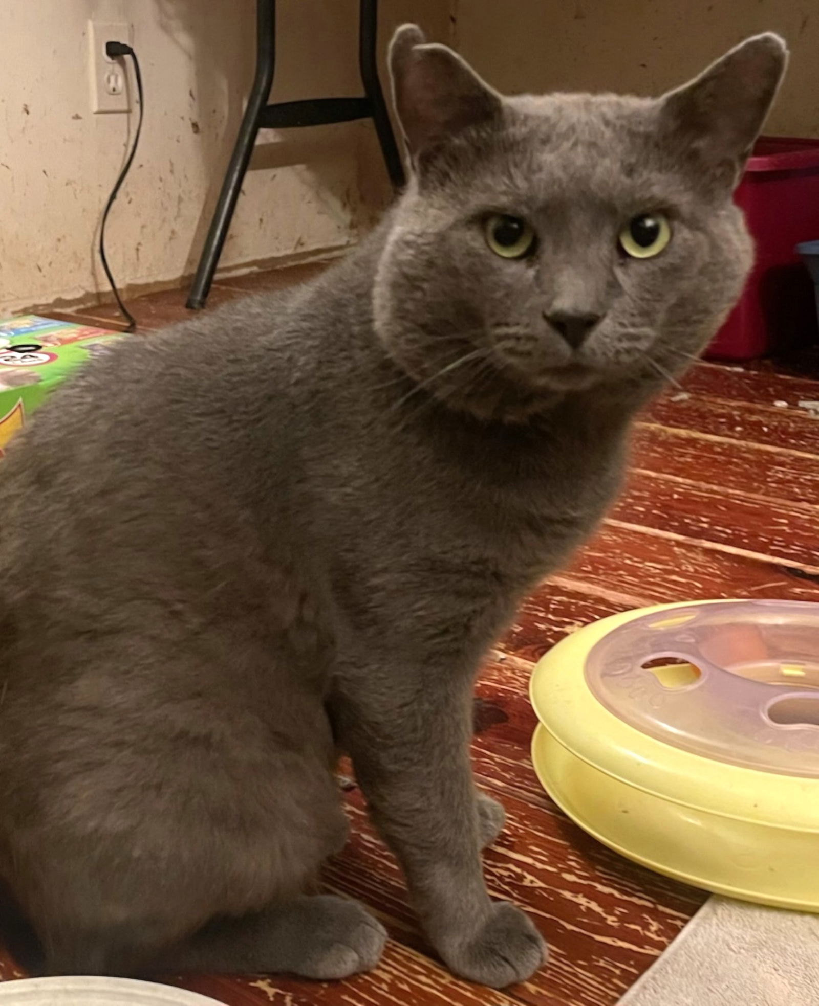 adoptable Cat in Trenton, NJ named Willy