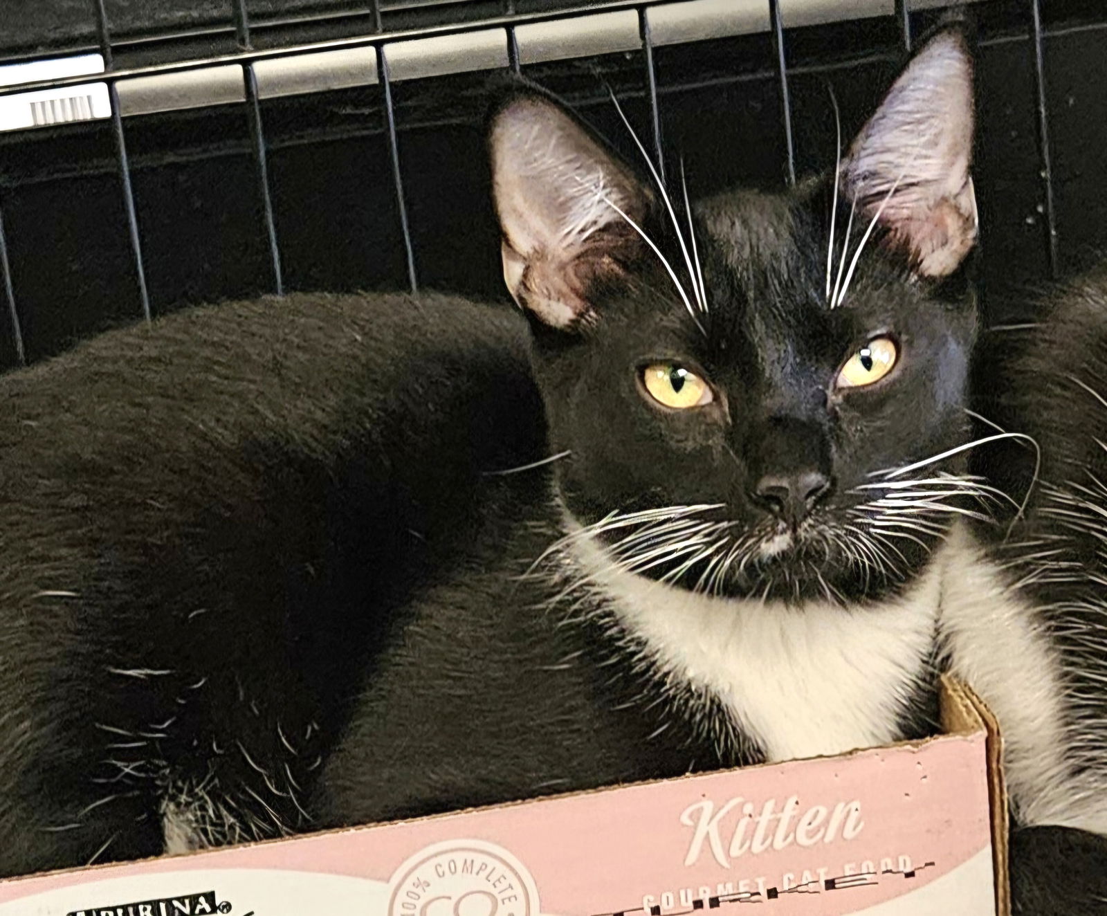 adoptable Cat in Trenton, NJ named Kalua