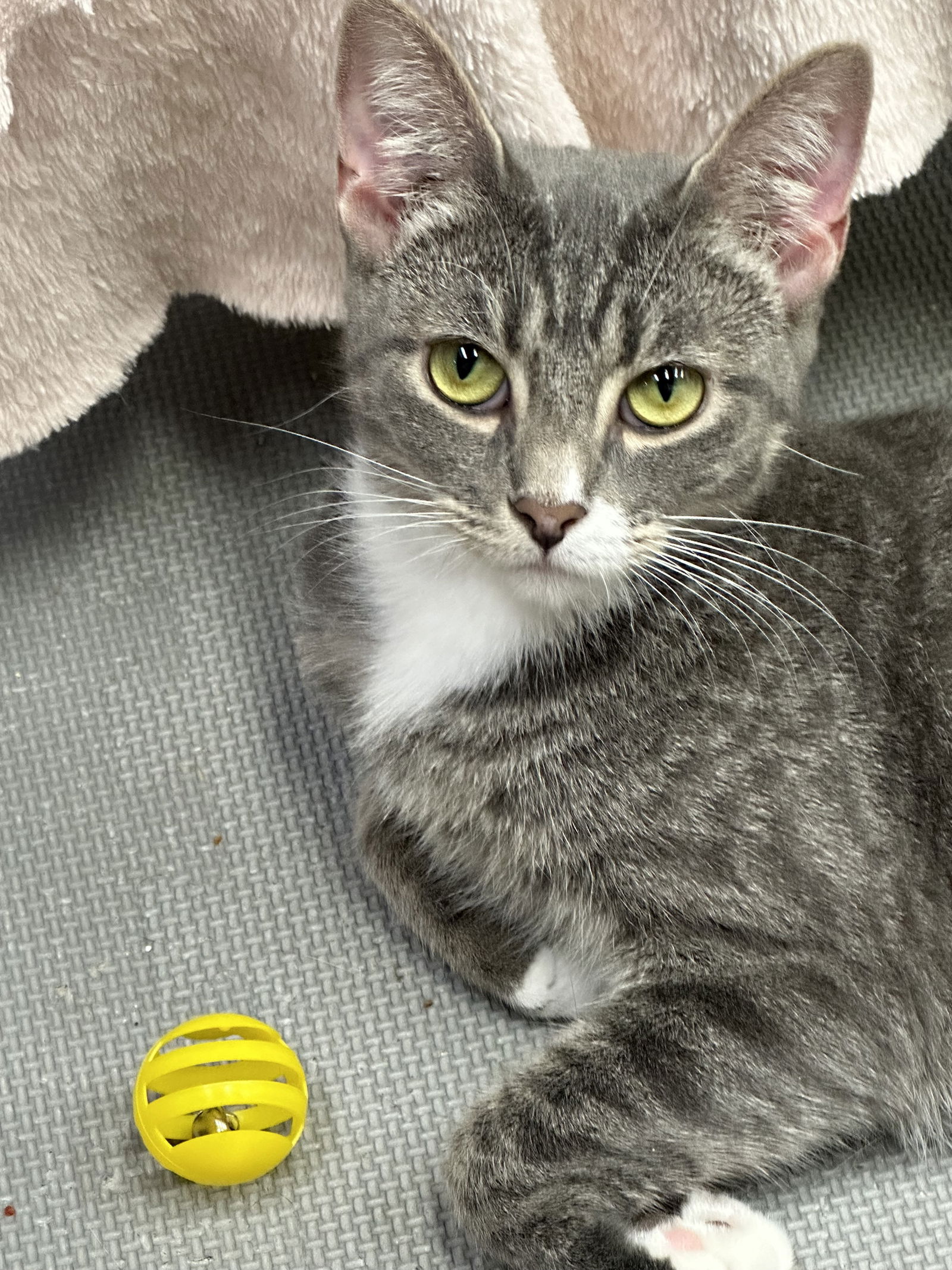 adoptable Cat in Trenton, NJ named Leia B (& Sakae)