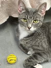 adoptable Cat in Trenton, NJ named Leia B (& Sakae)