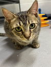 adoptable Cat in Trenton, NJ named Sakae (& Leia B)