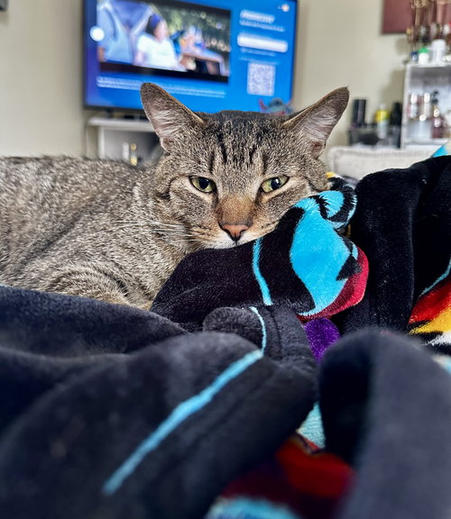 HIJINX - Domestic Short Hair available for adoption