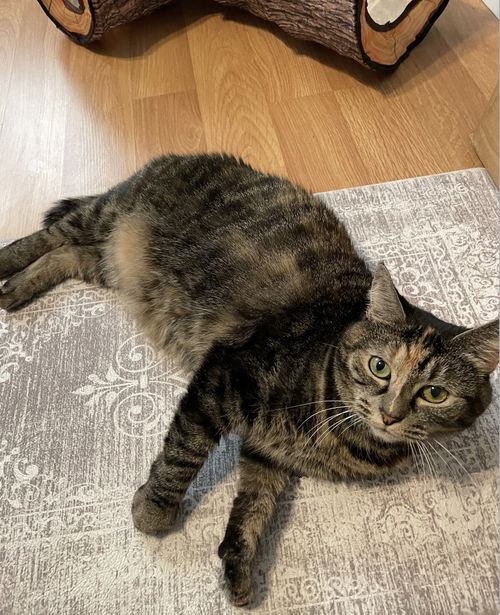 picture of the cat needing adoption