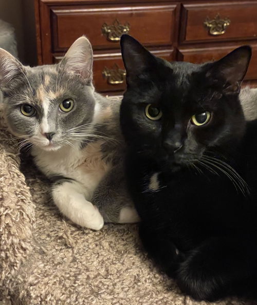 picture of the cat needing adoption