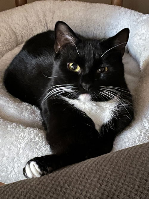 picture of the cat needing adoption