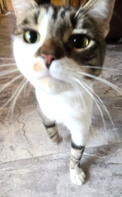 picture of the cat needing adoption