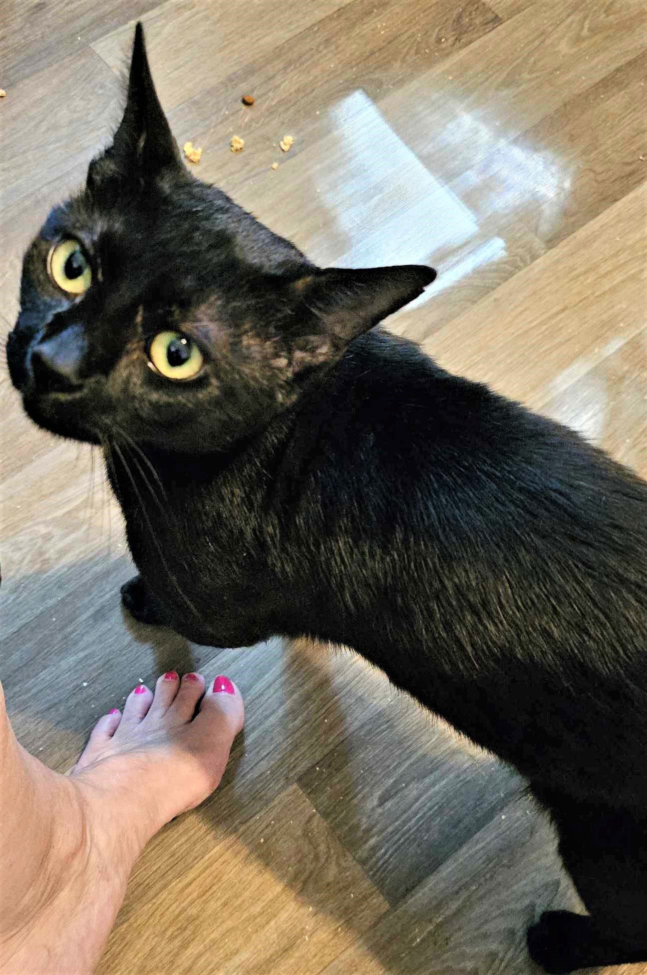 adoptable Cat in Trenton, NJ named Darkmode