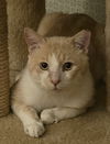 adoptable Cat in Trenton, NJ named Bingo2