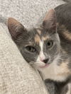 adoptable Cat in Trenton, NJ named Delilah