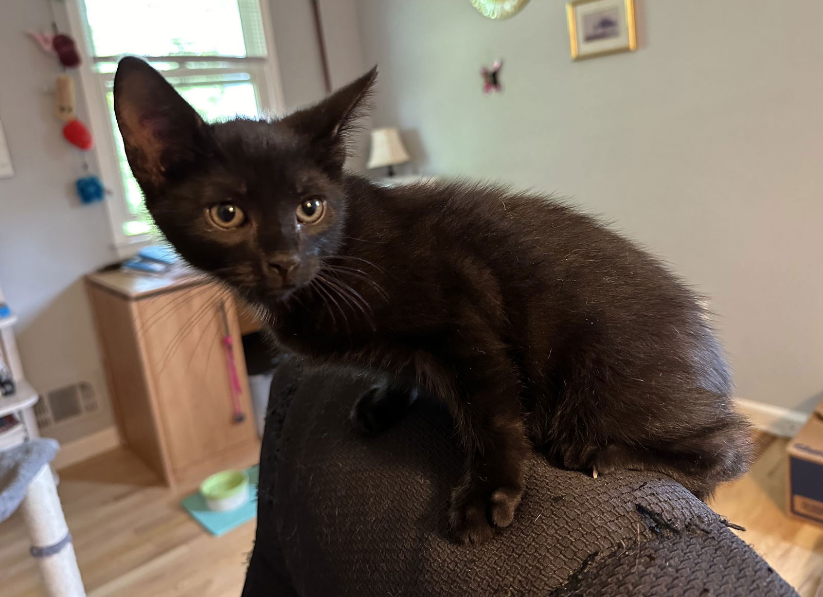 adoptable Cat in Pennington, NJ named Louis Armstrong