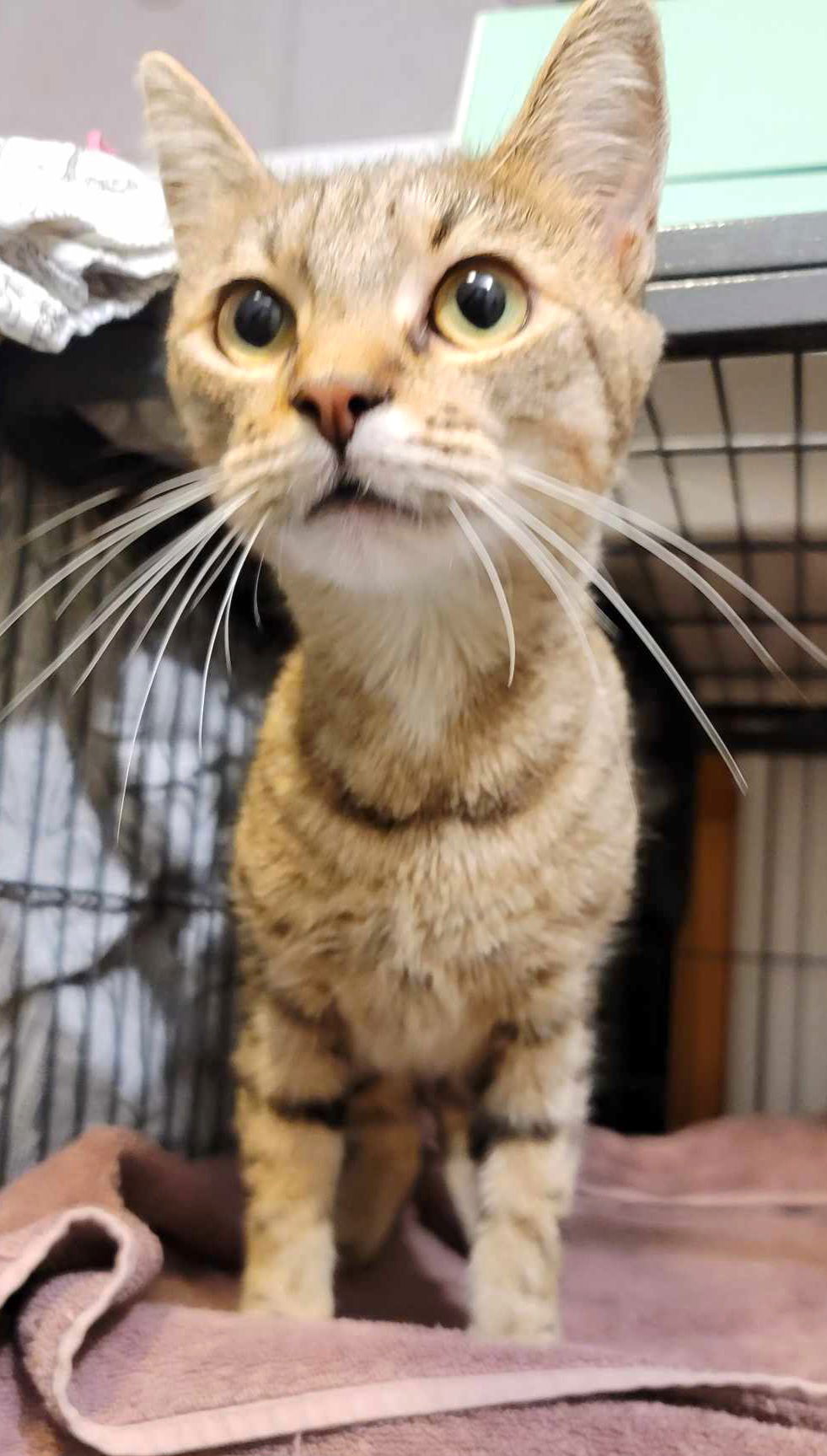 adoptable Cat in Trenton, NJ named Diamond