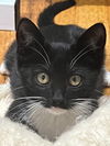 adoptable Cat in Trenton, NJ named Coco Anna