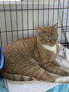 adoptable Cat in Trenton, NJ named Tiger T