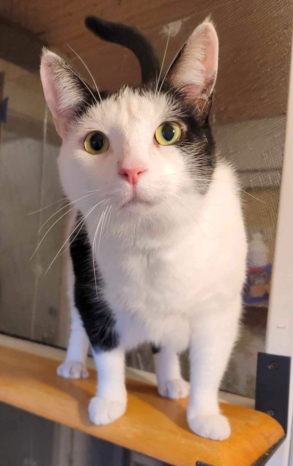 adoptable Cat in Fairless Hills, PA named Scampi