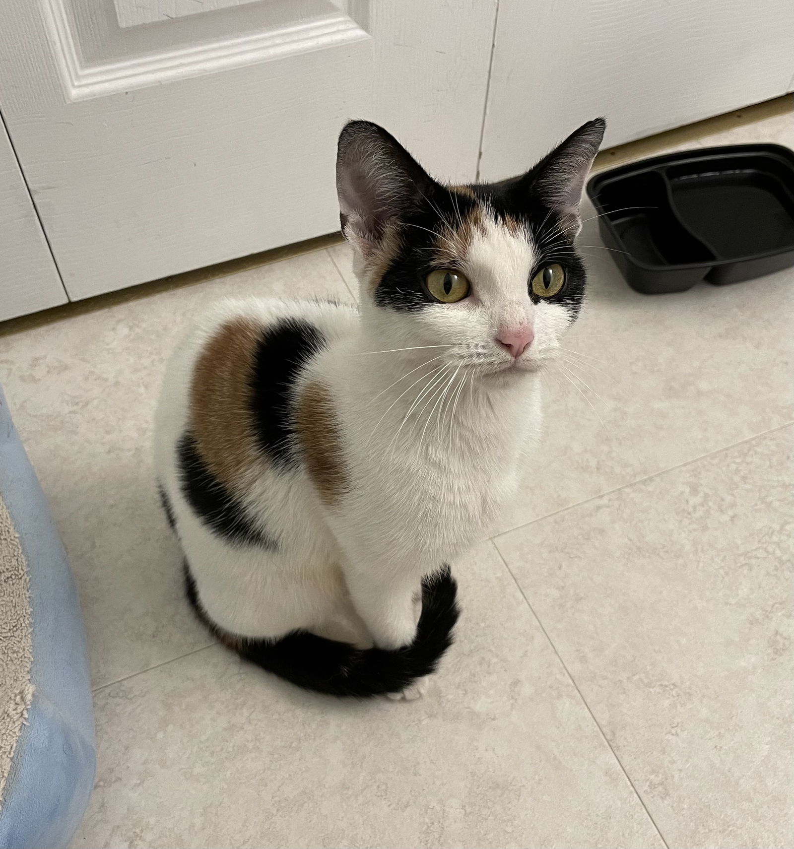 adoptable Cat in Trenton, NJ named Hana