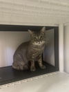 adoptable Cat in , NJ named Kito