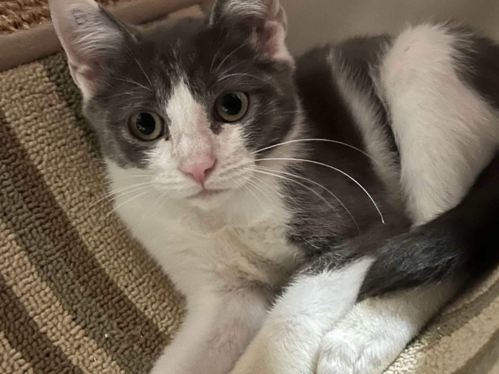 adoptable Cat in Monmouth Junction, NJ named Sour Patch